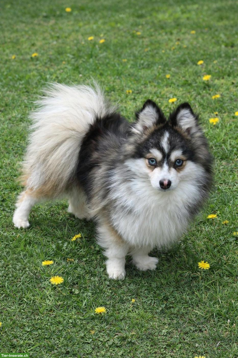 Toy Pomsky Rüde & Pomsky Doddle Rüde