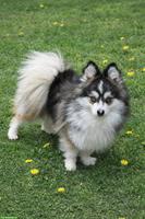 Toy Pomsky Rüde & Pomsky Doddle Rüde