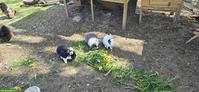 3 Löwenköpfchen und ein Angora abzugeben