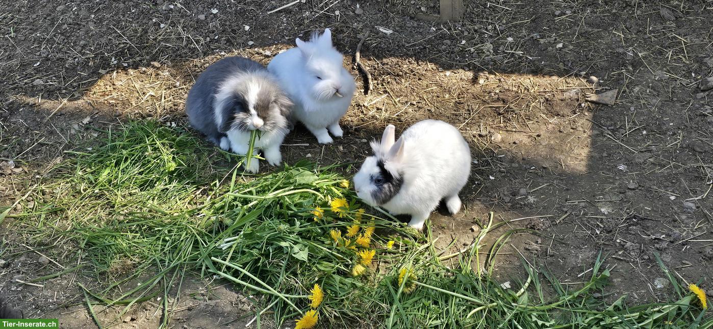 Bild 2: 3 Löwenköpfchen und ein Angora abzugeben