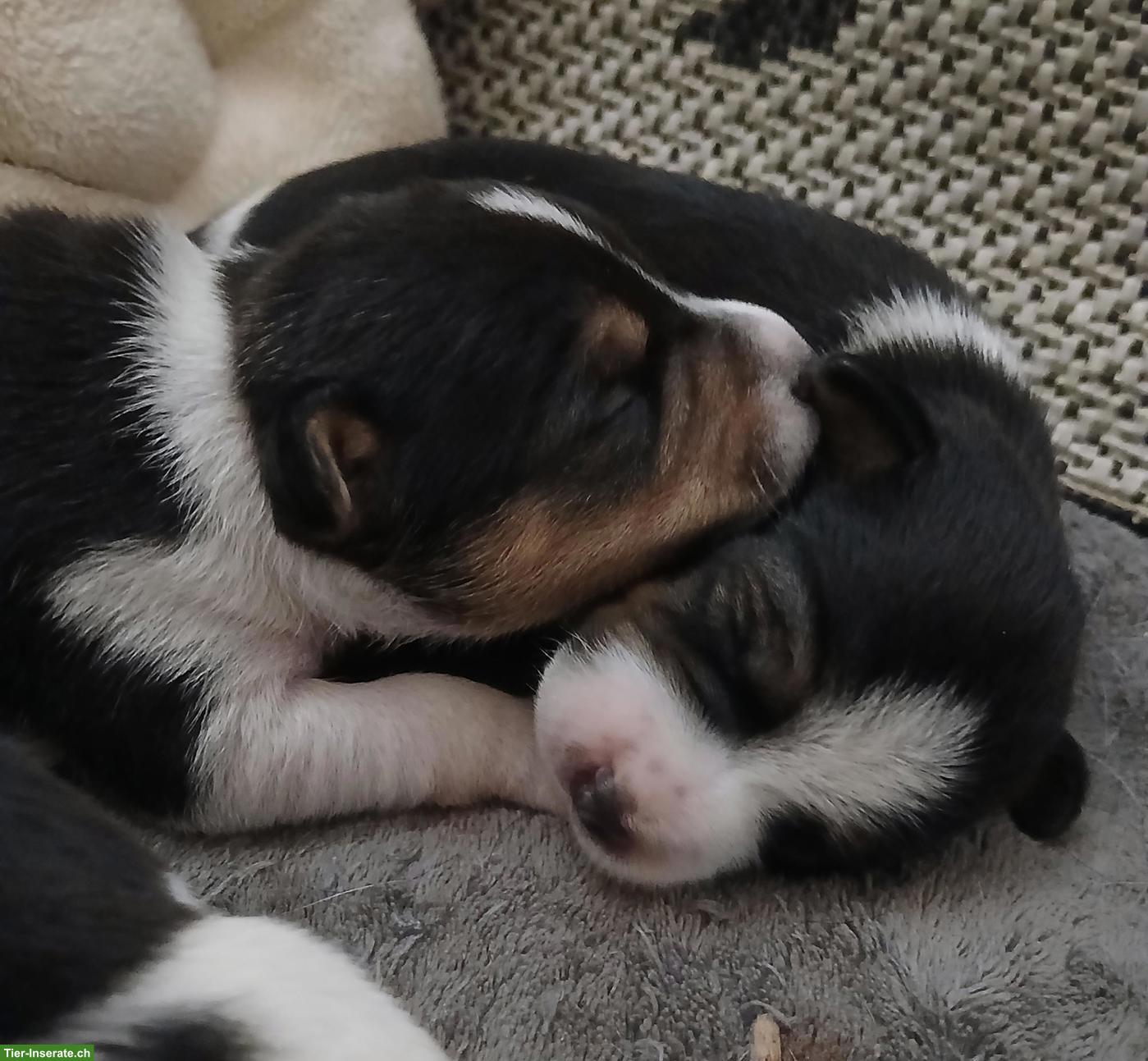 Jack Russell Terrier Welpen