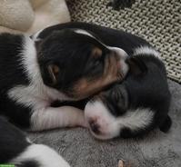 Jack Russell Terrier Welpen