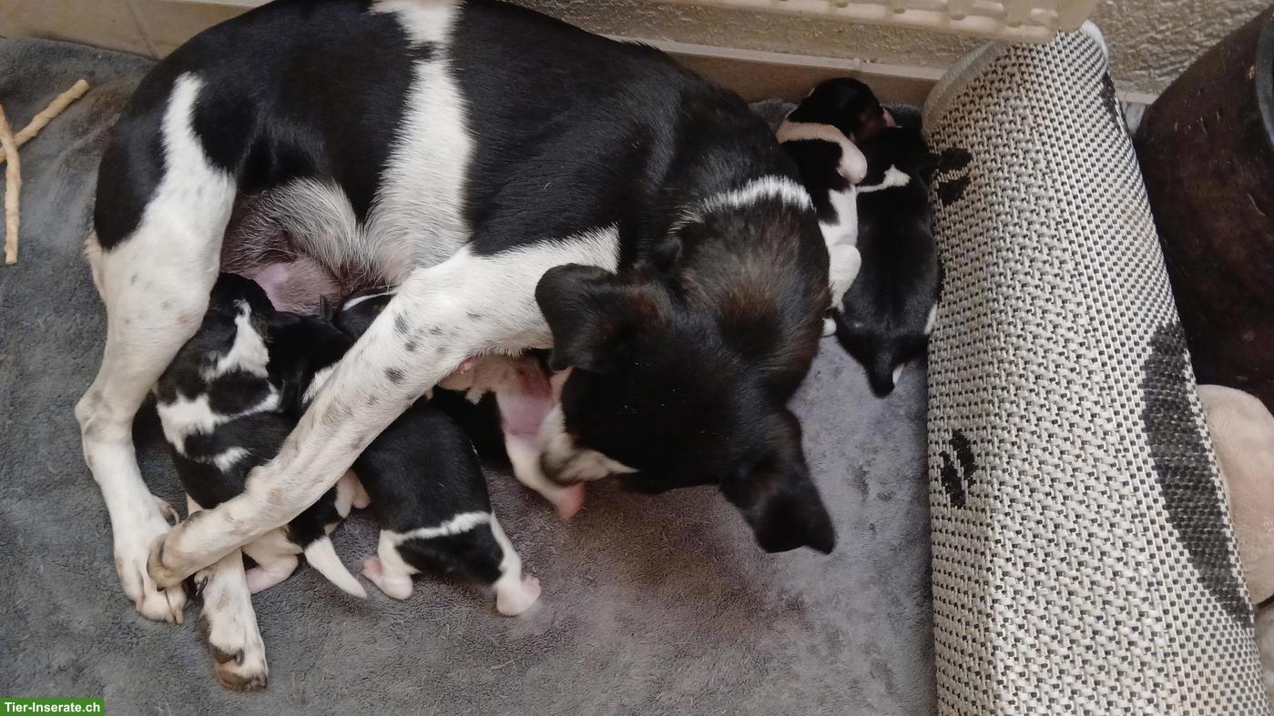 Bild 3: Jack Russell Terrier Welpen