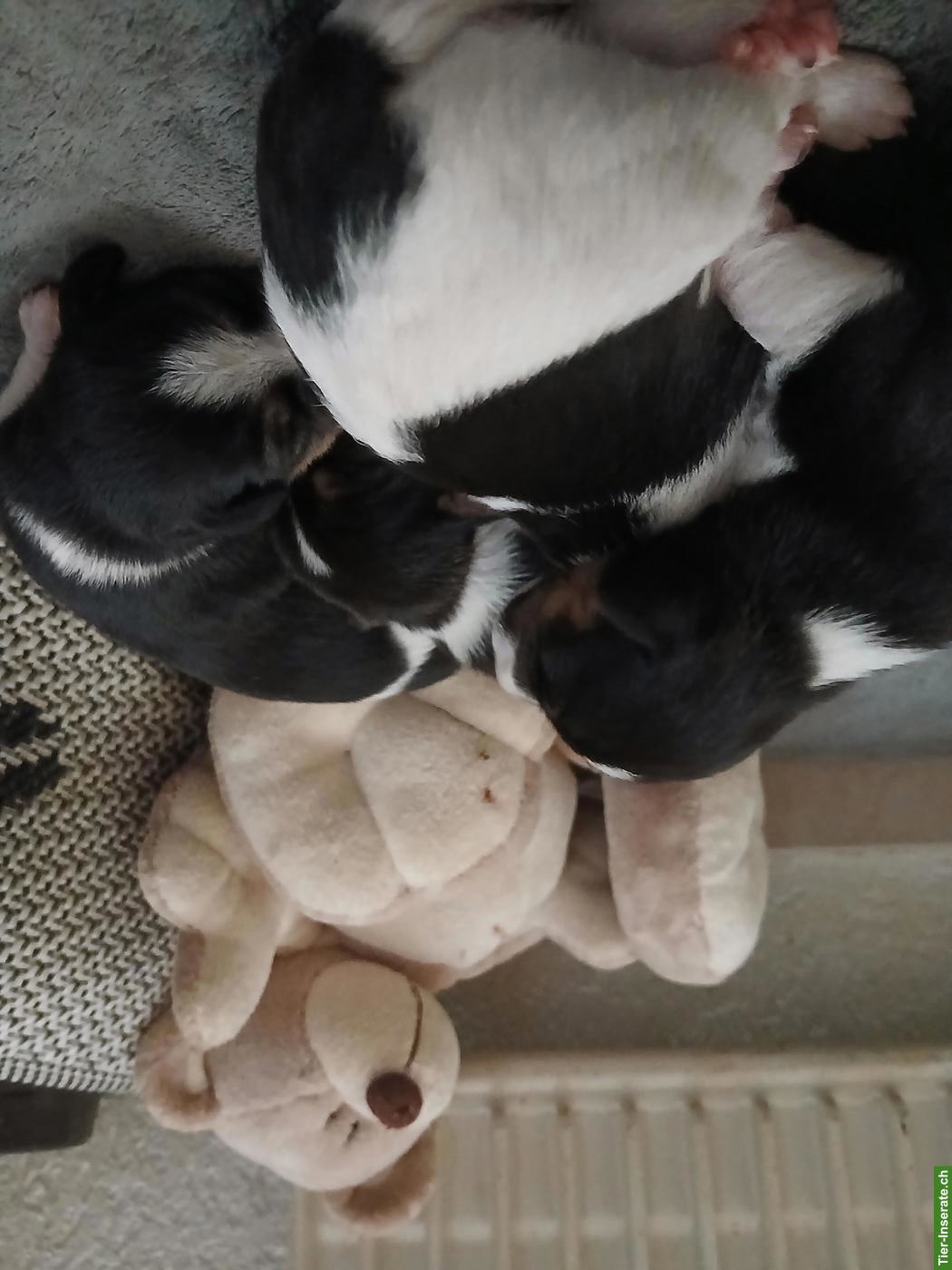 Bild 4: Jack Russell Terrier Welpen