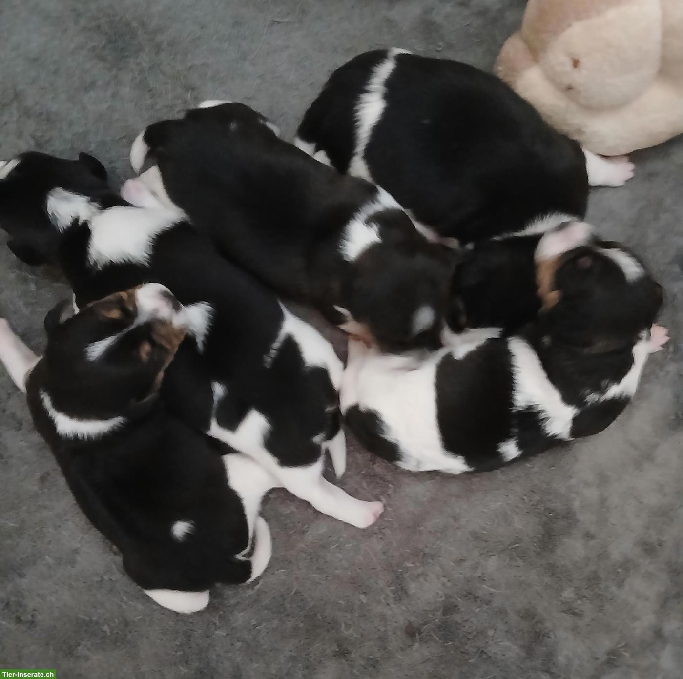 Bild 5: Jack Russell Terrier Welpen