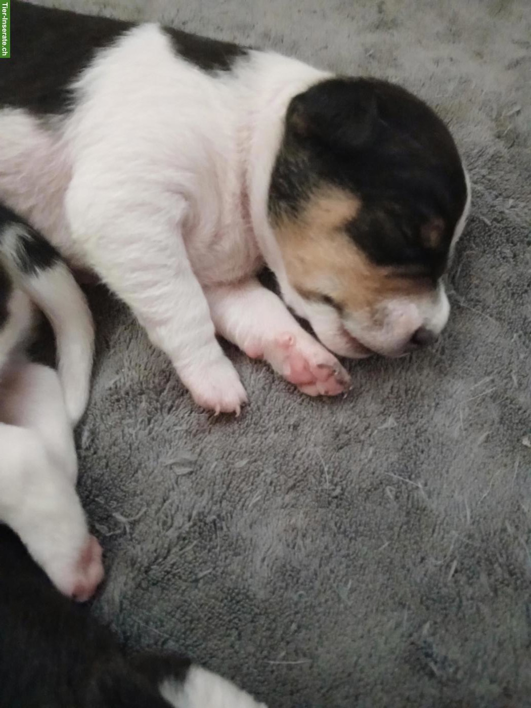 Bild 6: Jack Russell Terrier Welpen