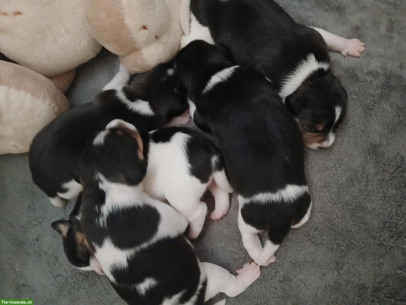 Bild 7: Jack Russell Terrier Welpen