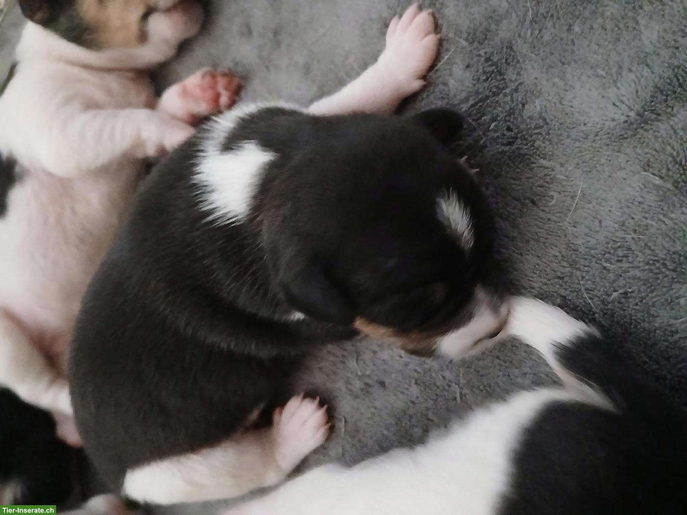 Bild 8: Jack Russell Terrier Welpen