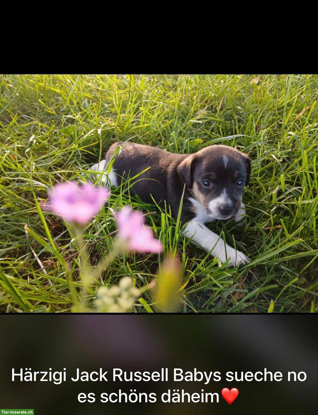 Bild 9: Jack Russell Terrier Welpen
