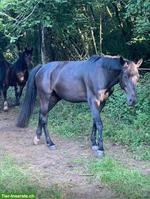 16-jährige Oldenburger Stute ans Futter - tolles Freizeitpferd