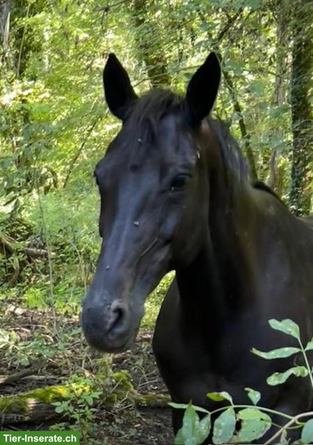 Bild 2: 16-jährige Oldenburger Stute ans Futter - tolles Freizeitpferd