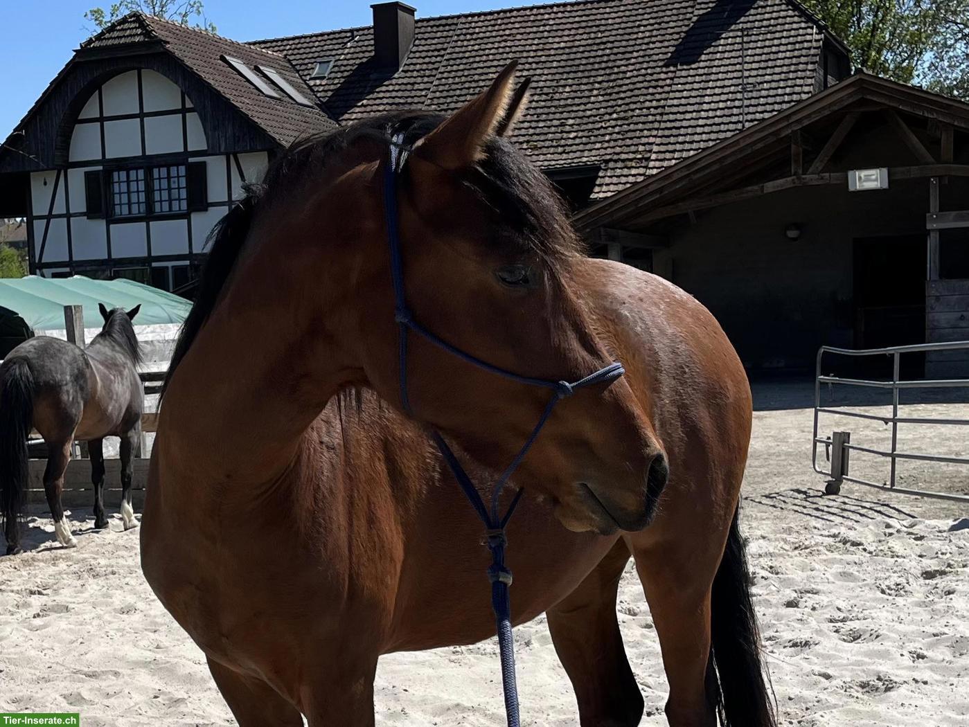 Junge Mangalarga Marchador Stute zu verkaufen