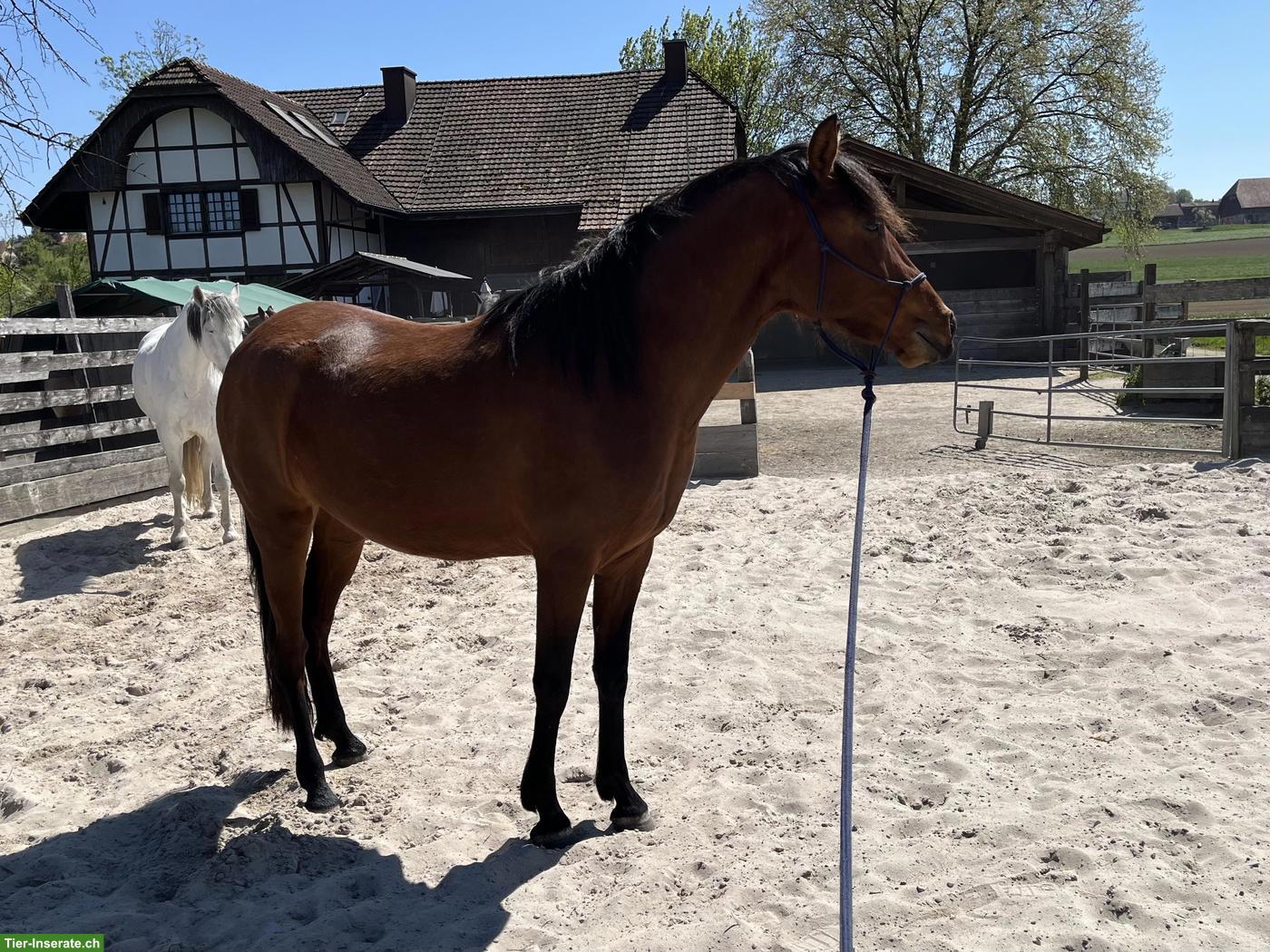 Bild 2: Junge Mangalarga Marchador Stute zu verkaufen