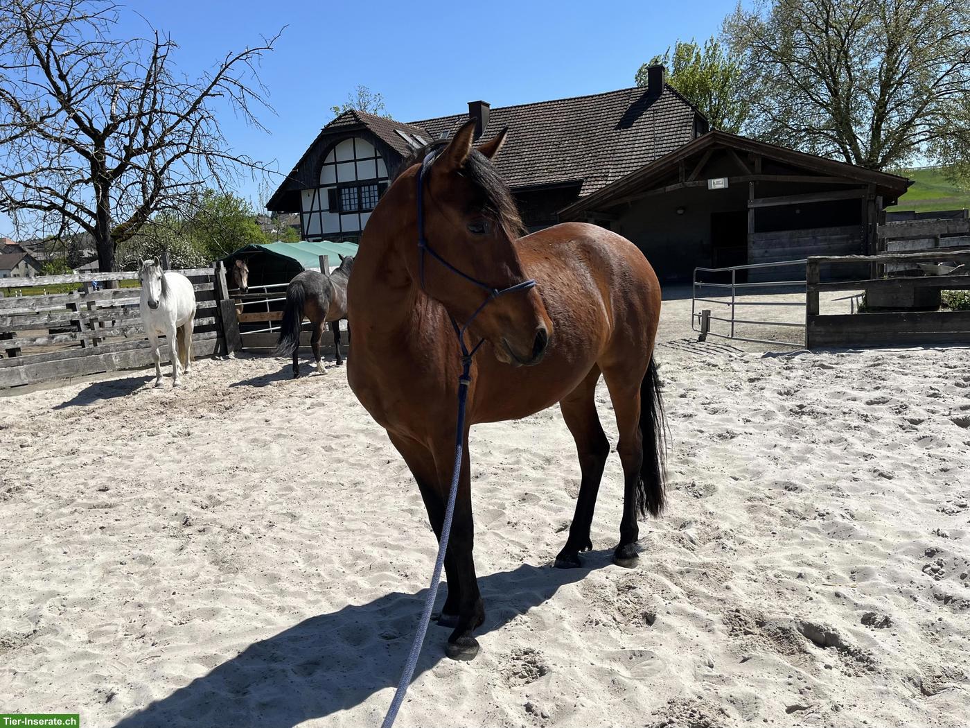 Bild 4: Junge Mangalarga Marchador Stute zu verkaufen