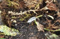 Porcellio laevis, robuste Bodenpolizei aus eigenem Bestand