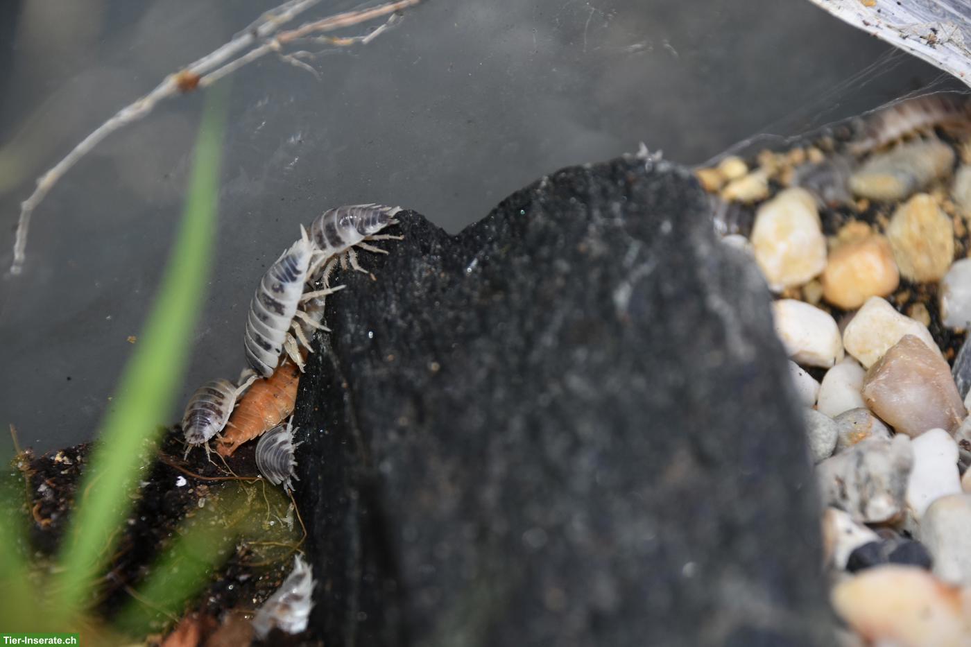 Bild 3: Porcellio laevis, robuste Bodenpolizei aus eigenem Bestand