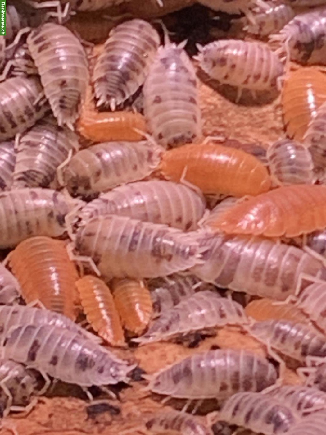 Bild 4: Porcellio laevis, robuste Bodenpolizei aus eigenem Bestand