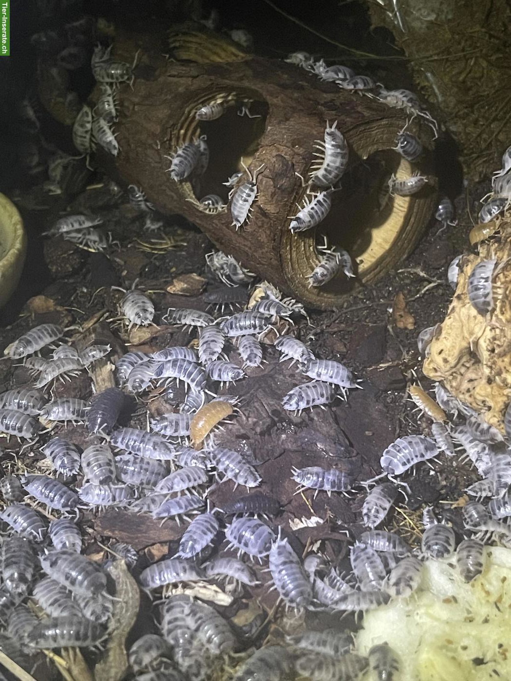 Bild 5: Porcellio laevis, robuste Bodenpolizei aus eigenem Bestand