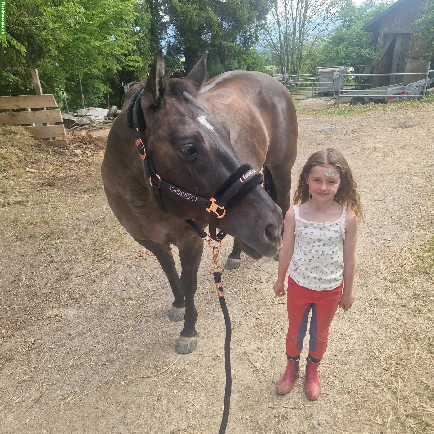 Suche Pony ans Futter, evtl. Kauf