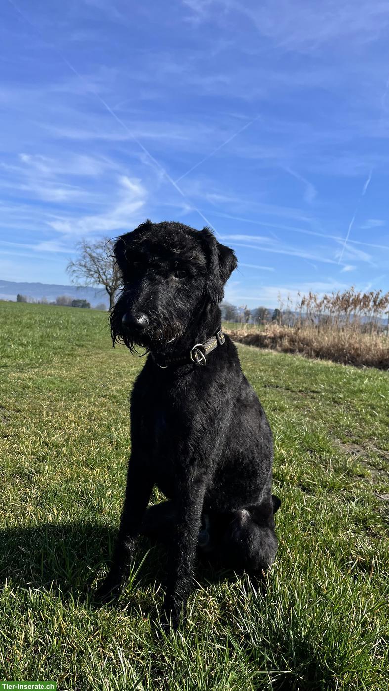 Junger Standard Schnauzer Rüde, schwarz