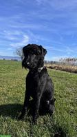 Junger Standard Schnauzer Rüde, schwarz