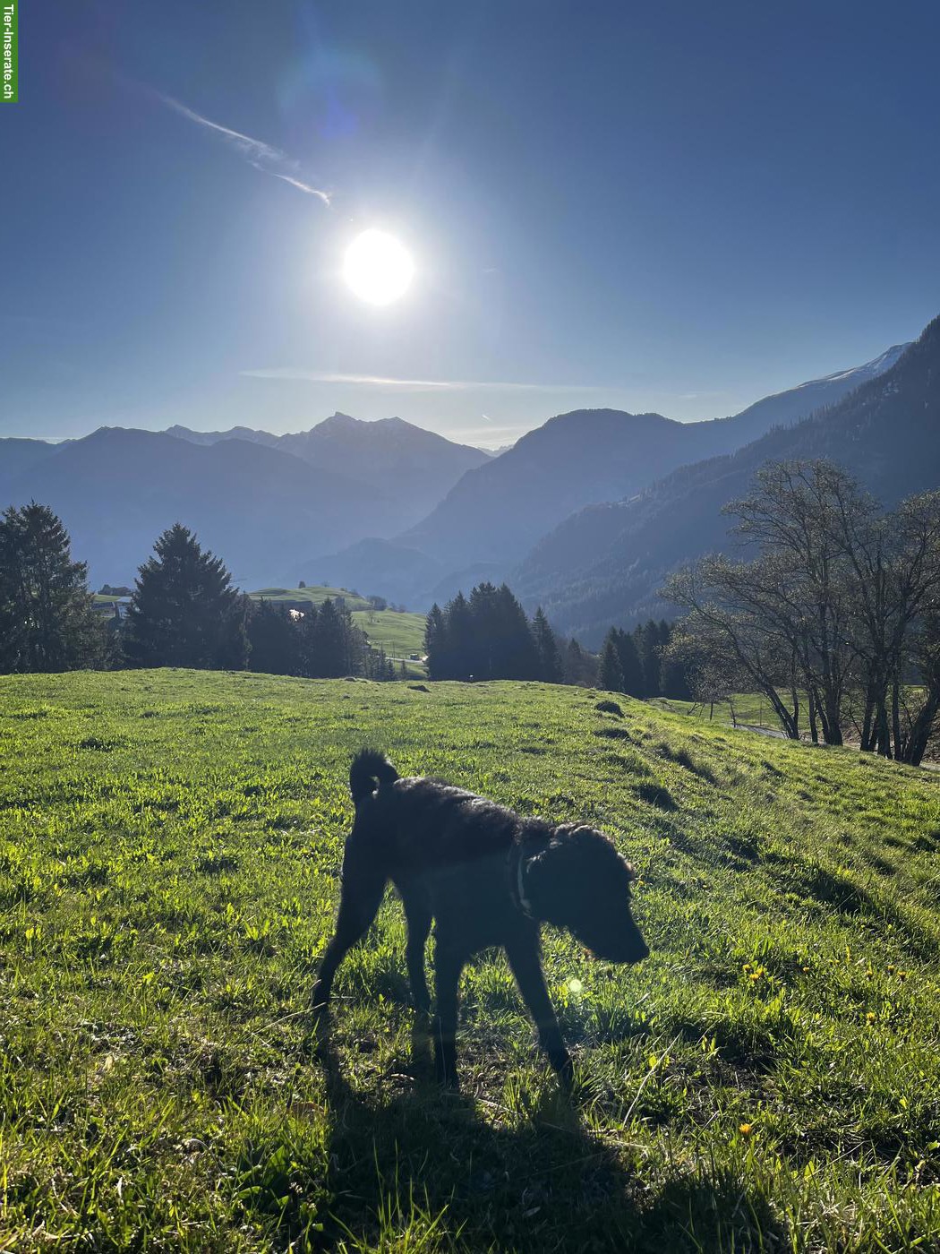 Bild 2: Junger Standard Schnauzer Rüde, schwarz