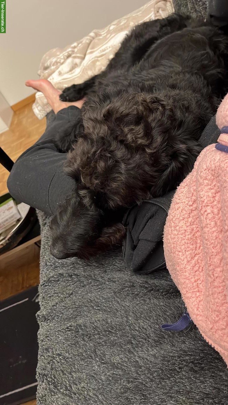 Bild 3: Junger Standard Schnauzer Rüde, schwarz