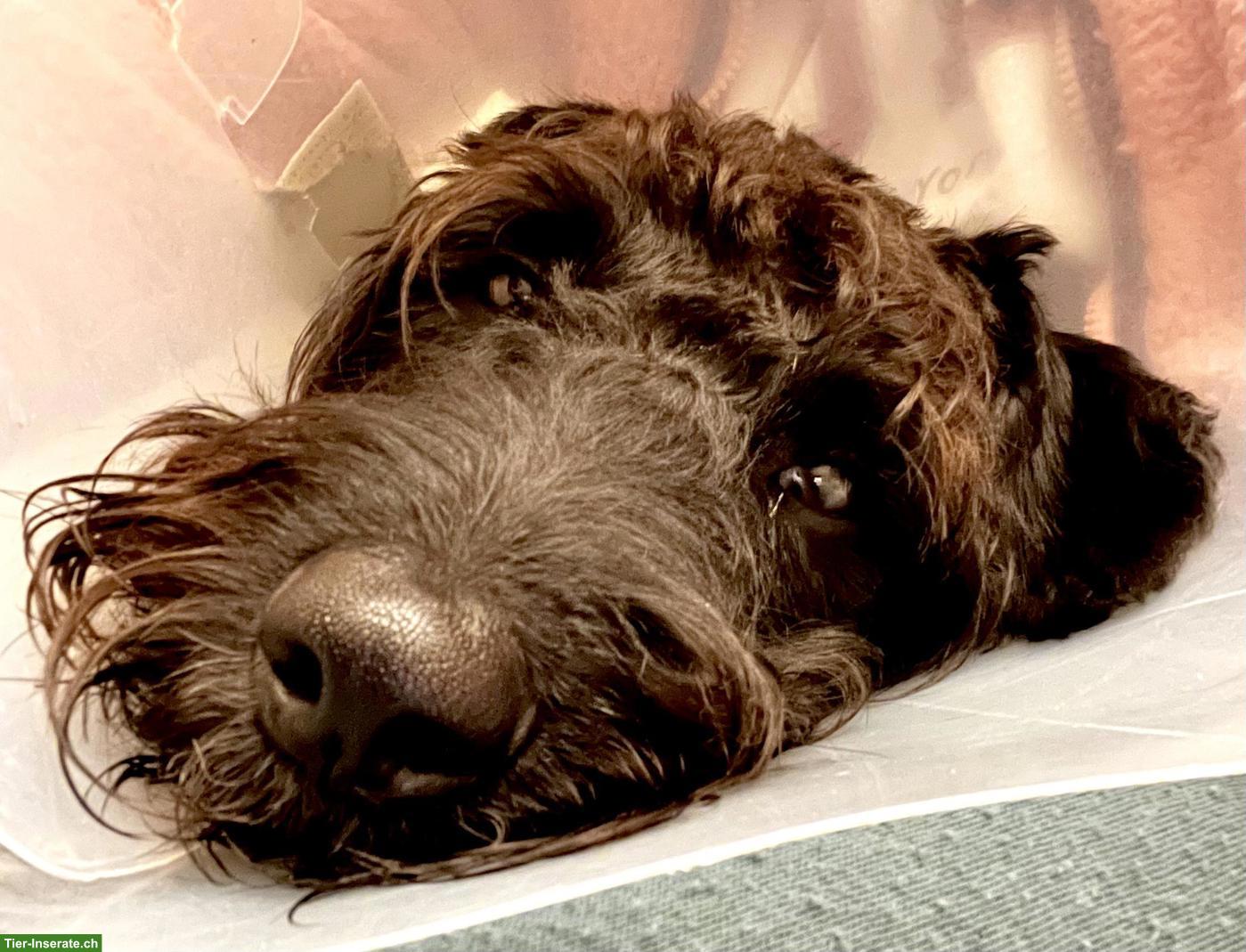 Bild 4: Junger Standard Schnauzer Rüde, schwarz