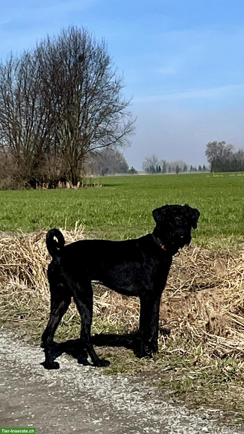 Bild 5: Junger Standard Schnauzer Rüde, schwarz