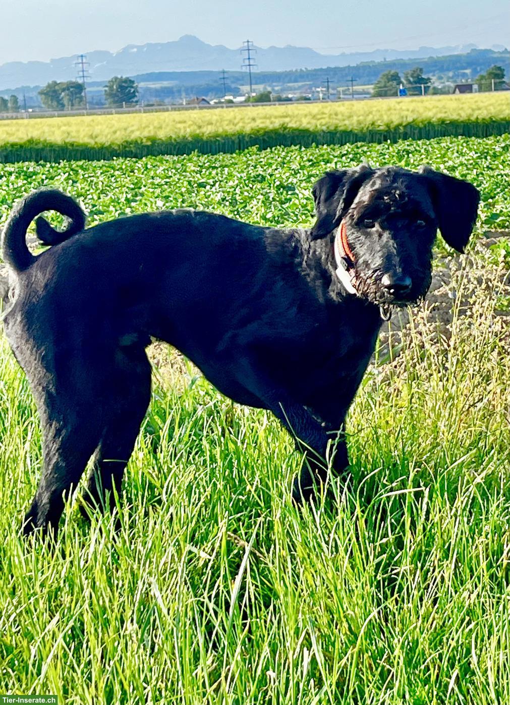 Bild 6: Schnauzer Rüde, kastriert, 1-jährig