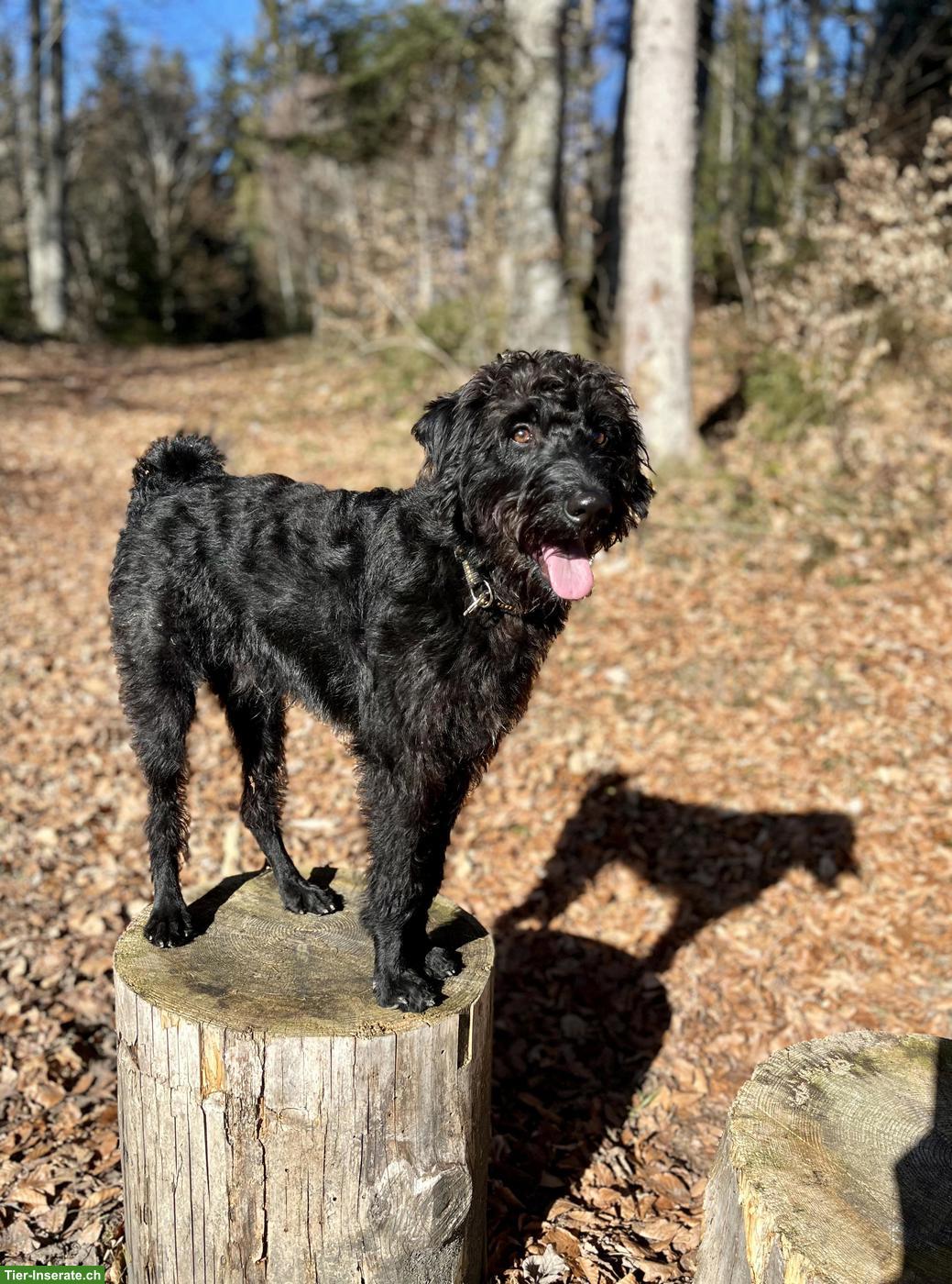 Bild 7: Schnauzer Rüde, kastriert, 1-jährig