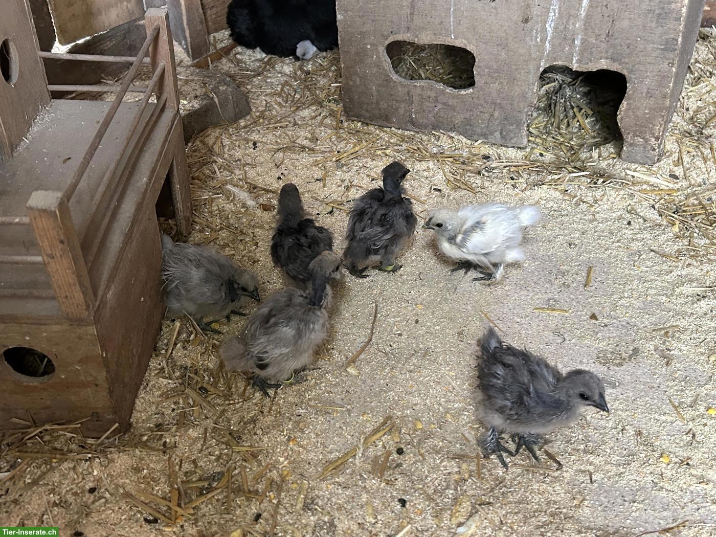 Seidenhuhn Küken div. Farben, Showgirl Küken