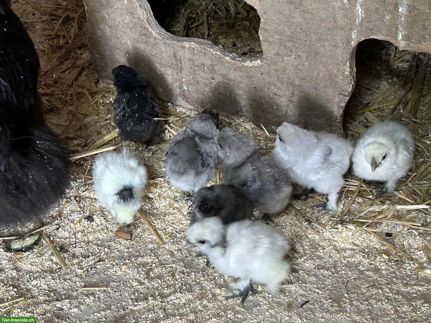 Bild 10: Seidenhuhn Küken div. Farben, Showgirl Küken