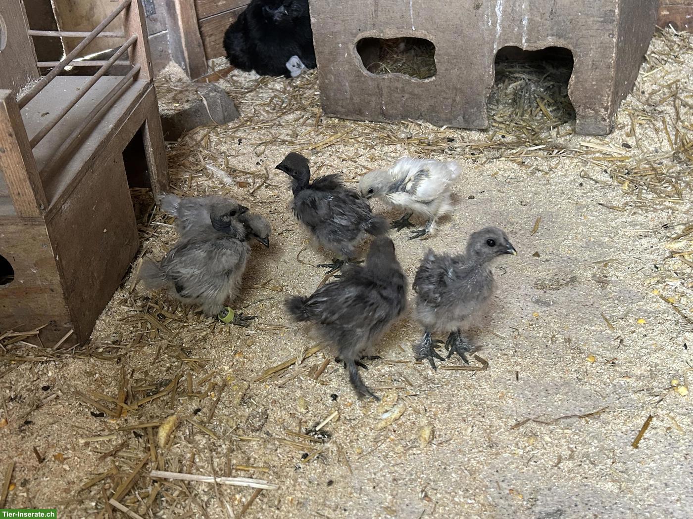 Bild 2: Seidenhuhn Küken div. Farben, Showgirl Küken