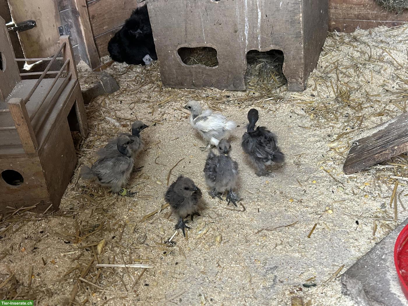 Bild 3: Seidenhuhn Küken div. Farben, Showgirl Küken