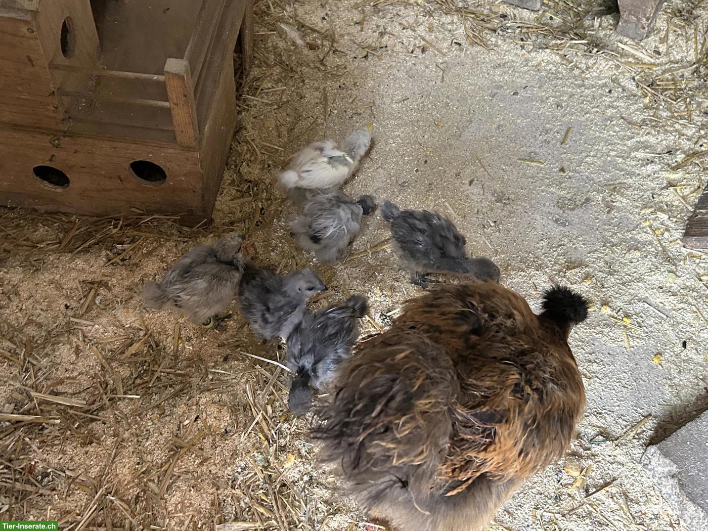 Bild 4: Seidenhuhn Küken div. Farben, Showgirl Küken