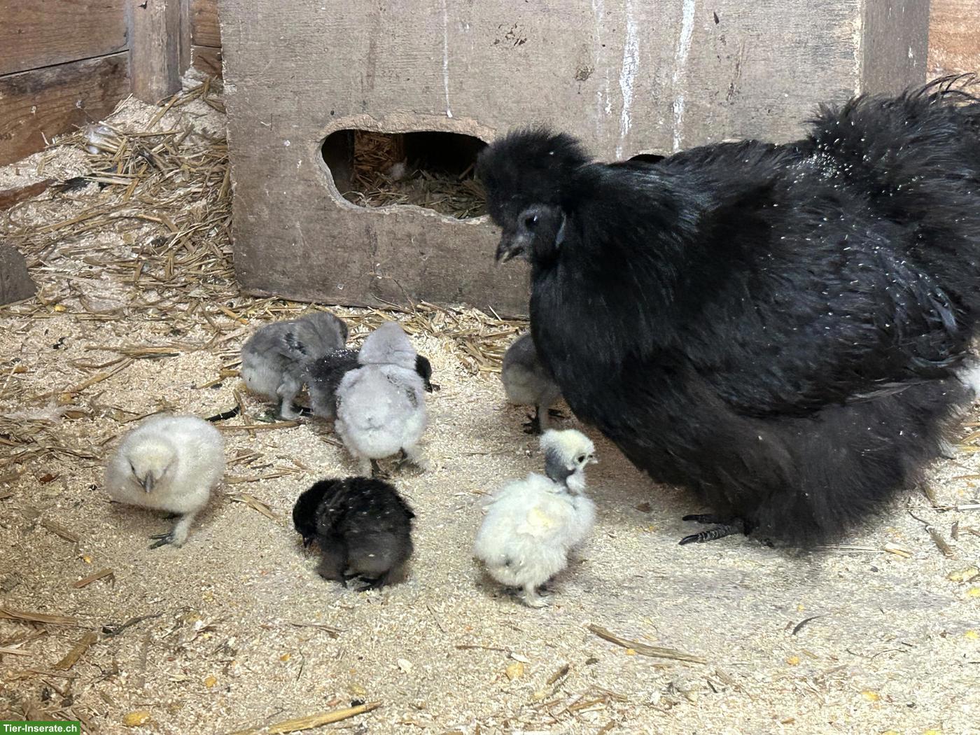 Bild 5: Seidenhuhn Küken div. Farben, Showgirl Küken