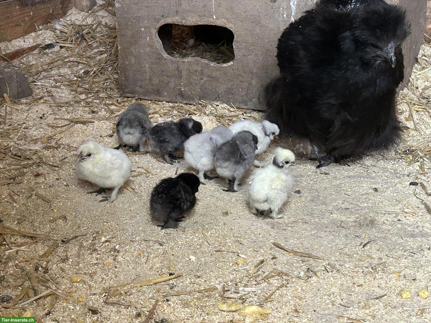 Bild 6: Seidenhuhn Küken div. Farben, Showgirl Küken