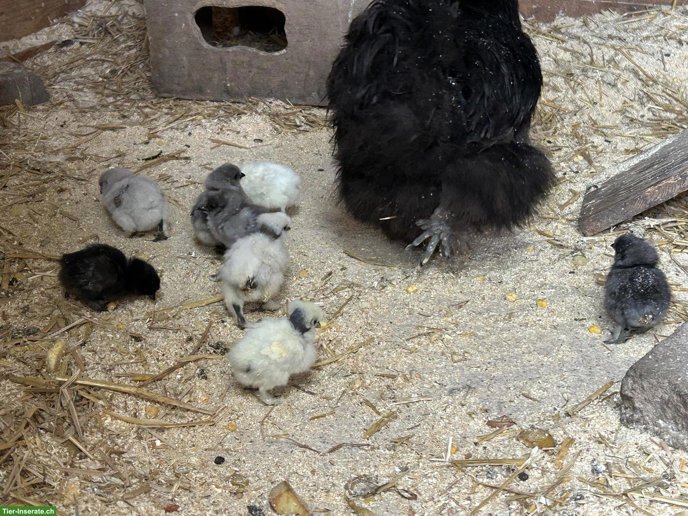Bild 7: Seidenhuhn Küken div. Farben, Showgirl Küken