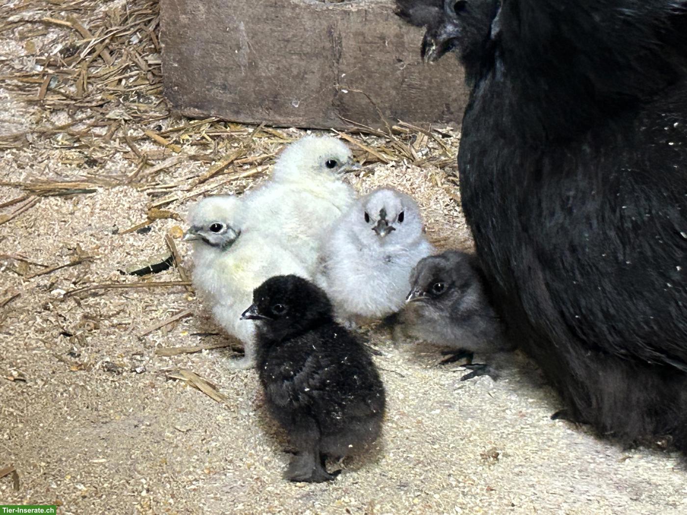 Bild 8: Seidenhuhn Küken div. Farben, Showgirl Küken