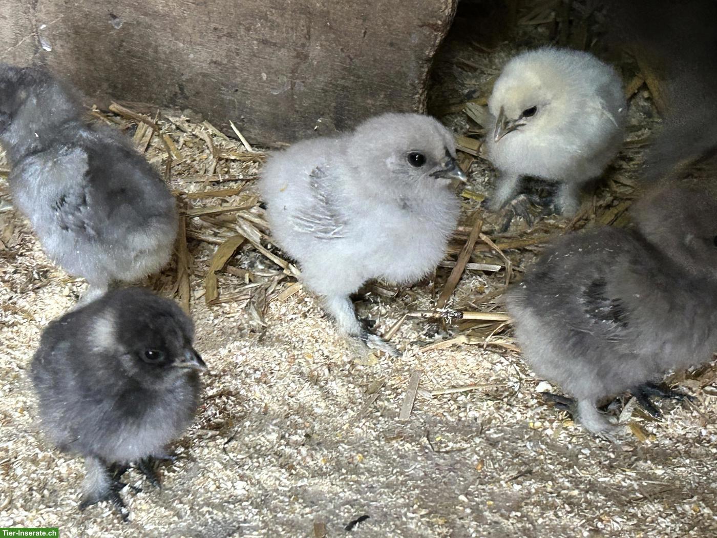 Bild 9: Seidenhuhn Küken div. Farben, Showgirl Küken