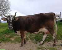 Wunderschönes Brown-Swiss Kuhkalb mit Blüem-Genetik