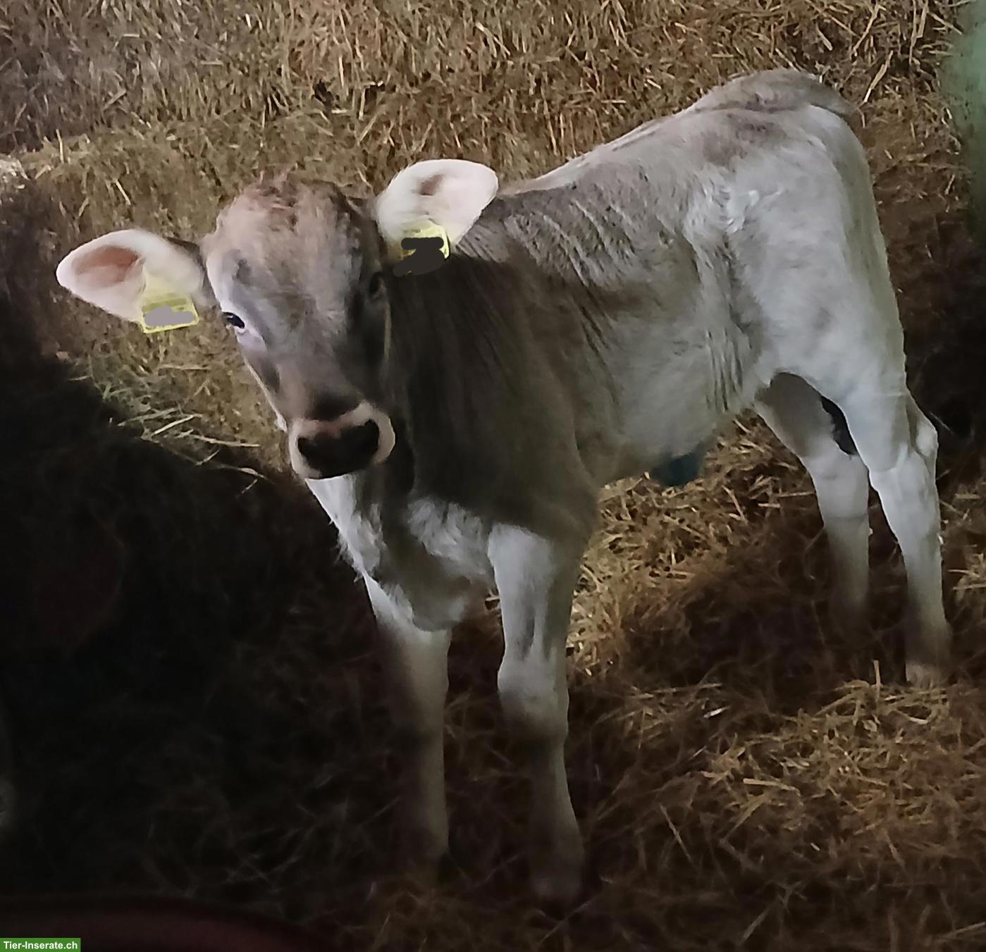 Bild 2: Wunderschönes Brown-Swiss Kuhkalb mit Blüem-Genetik