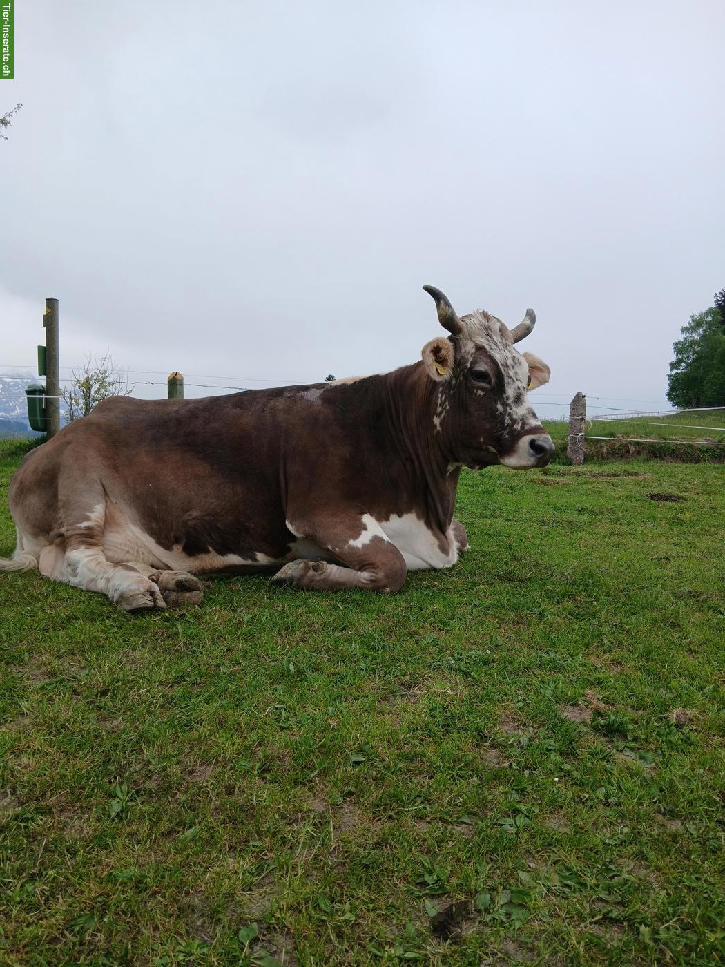 Bild 3: Wunderschönes Brown-Swiss Kuhkalb mit Blüem-Genetik