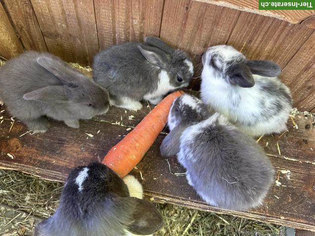 Junge Zwergwidder Kaninchen, reinrassig, zahm