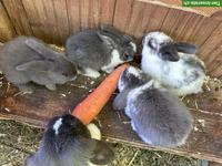 Junge Zwergwidder Kaninchen, reinrassig, zahm