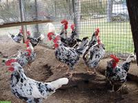 Bruteier Leghorn Exchequer, reinrassig