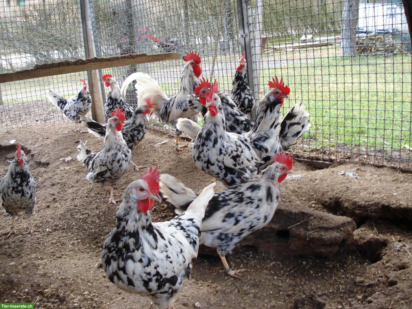 Bild 2: Bruteier Leghorn Exchequer, reinrassig