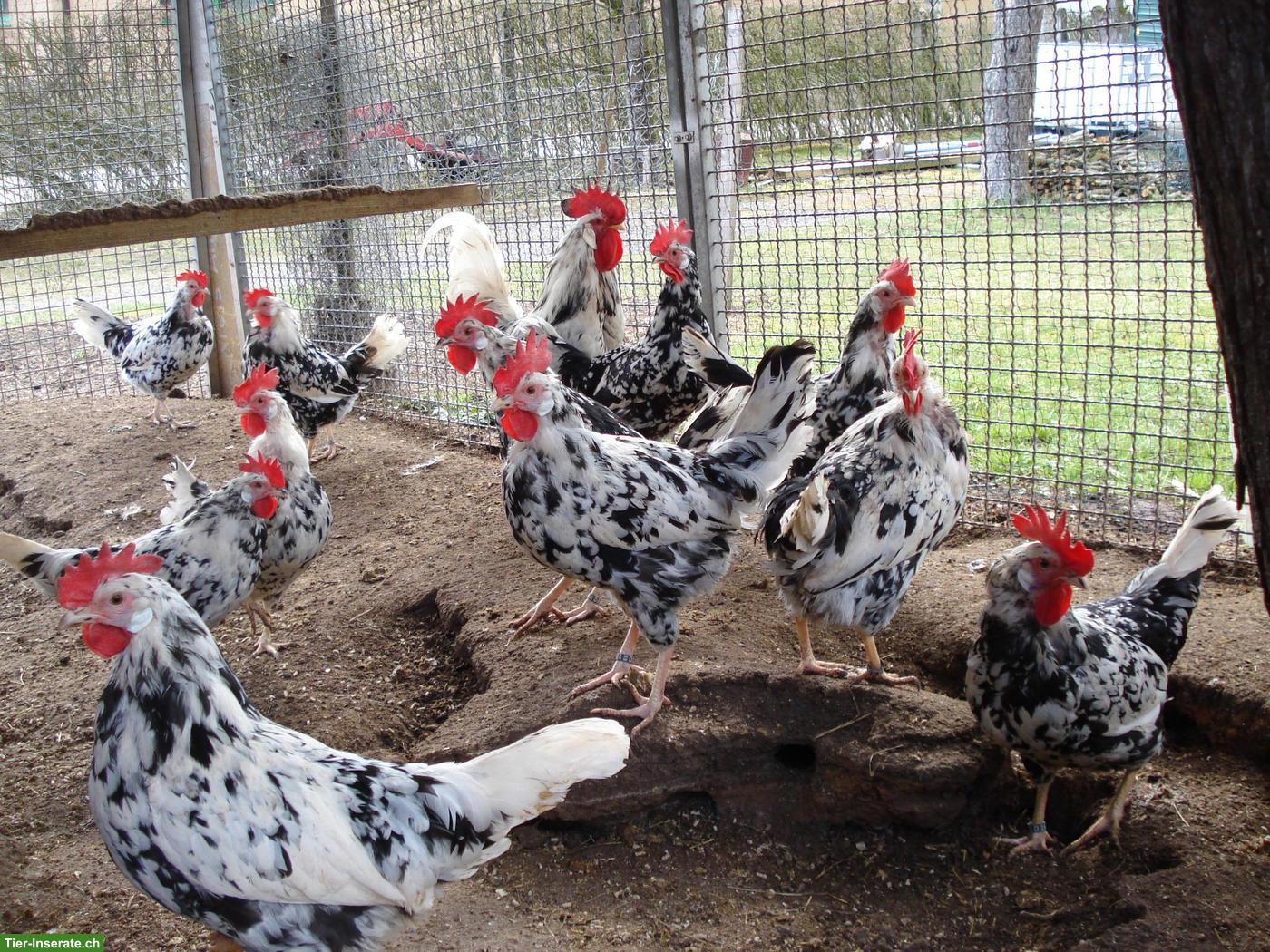 Bild 3: Bruteier Leghorn Exchequer, reinrassig