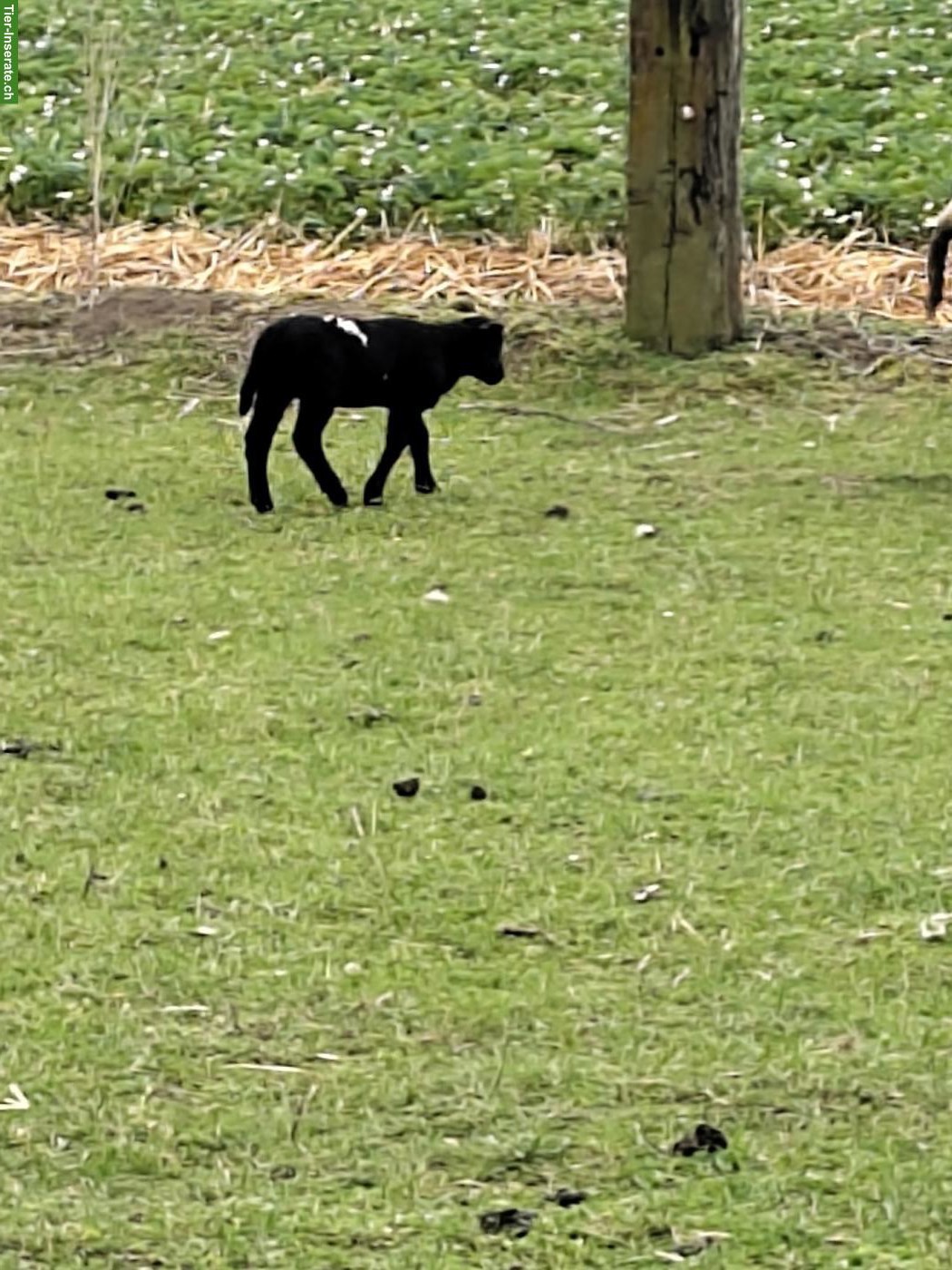 Bild 3: Junge Dorper/Texel Mischlingsschafe zu verkaufen